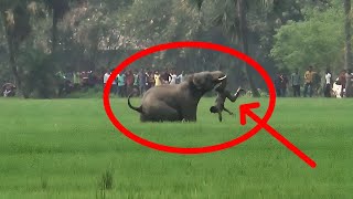 Wild elephant attack Elephanthuman conflict [upl. by Clarissa778]