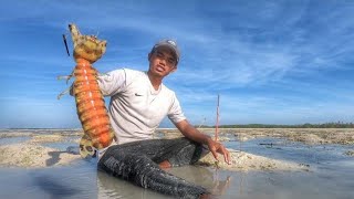 Fishing Giant Mantis Shrimp on a Remote Island Caught in Jumbo Size [upl. by Airdnaxela]