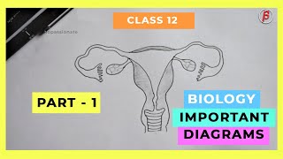 HOW TO DRAW  Biology Important Diagrams Class  12 PART01 [upl. by Drawyeh]