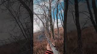 Easiest pheasant hunt ever pheasants pheasanthunting benelli wisconsin huntingseason [upl. by Alenas]