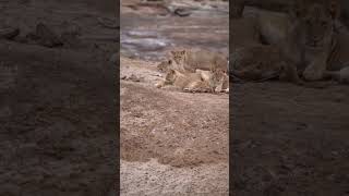 🌿La Rutina Diaria de un León en su Hábitat Natural🌳animales animals leon lion fauna especies [upl. by Dympha]