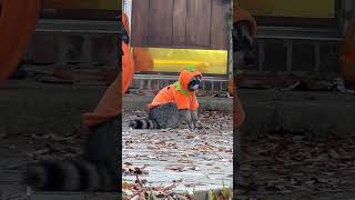 Raccoon Sits Outside House Dressed as Pumpkin [upl. by Nonna]