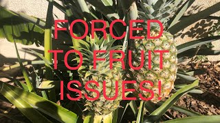 PUSH YOUR PINEAPPLE PLANTS TO FRUIT But WATCH THIS VIDEO FIRST for important Tips and Tricks [upl. by Derrick]