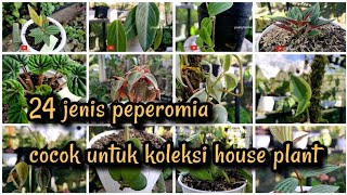 Peperomia  jenis jenis peperomia koleksi [upl. by Patrick]