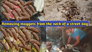 treatment for maggots wound on a sick stray dogdogstreetdogyoutubevideo [upl. by Nomelc]