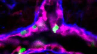 Live Cell Intravital Imaging  Lymph Node [upl. by Stelmach]