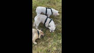 Walk with us Frenchies Pets Aberdeen Scotland Outdoors WalkWithUs [upl. by Llennhoj]