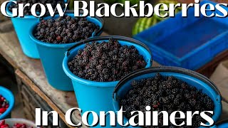 How to GROW BLACKBERRIES in a CONTAINER [upl. by Adianez]