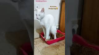 Kitten Pooping shorts cat asmr kitten poop pooping [upl. by Zita]