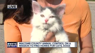 Macomb County Animal Control on a mission to find homes for cats and dogs [upl. by Ydderf]