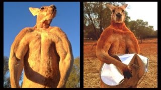 Meet Roger The Giant Ripped Kickboxing Kangaroo Who Crushes Metal [upl. by Durham]