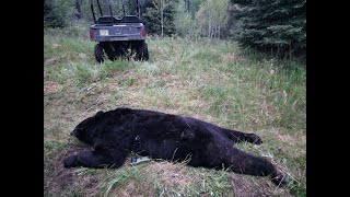 Manitoba Spring Black Bear Hunt June 2023Kevin Bourgoin Crossbow hunt  Turtle Mountain Outfitting [upl. by Donn546]