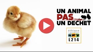 Broyage des poussins dans un couvoir en France  2014 [upl. by Allianora49]