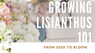 HOW TO GROW LISIANTHUS [upl. by Ennovihs854]