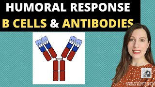 HUMORAL RESPONSE IMMUNITYB cells plasma cells amp antibodies Agglutination of antibodies amp antigens [upl. by Ashraf7]