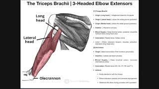 Posterior Arm Compartment  Triceps Brachii amp Anconeus [upl. by Eivi]