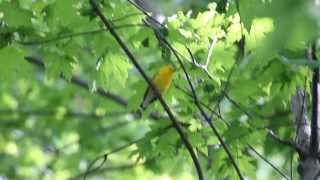 Singing Prothontary Warbler [upl. by Pressey637]