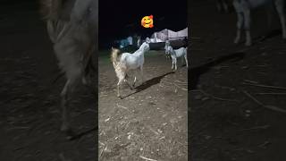 Bakri palan bakri ke bachho par hi tika hai sawale animals trending viralvideo facts pets [upl. by Abixah]