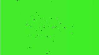 Flies Effect Video In Green Screen [upl. by Vigen343]