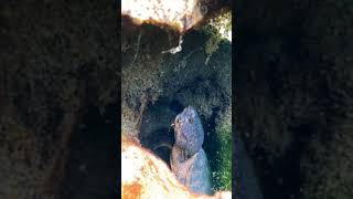 Adorable Tiny Musk Turtle Den on Econfina Creek [upl. by Socram]