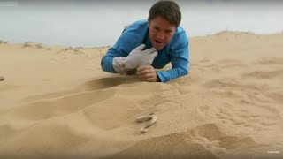 Sidewinder Snake Hides In Sand  Deadly 60  BBC Earth [upl. by Geraud]