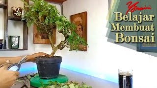 Cara Menanam Bahan Bonsai Hasil Hunting [upl. by Tnek]