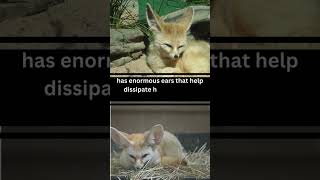 The fennec foxs ears dissipate heat in its arid habitat fennecfox animalfacts didyouknowfacts [upl. by Rieth394]