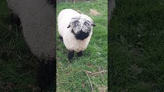 Valais blacknose Sheep [upl. by Ymmak942]