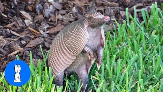 Cute ARMADILLO compilation  NEW 2019 [upl. by Buehler]