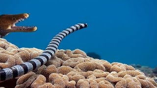 Sea Snake vs Moray Eel  Epic [upl. by Servetnick]