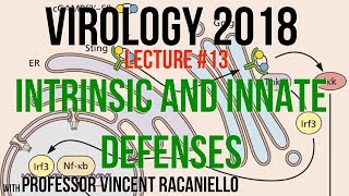 Virology Lectures 2018 13 Intrinsic and Innate Defenses [upl. by Kendrah]