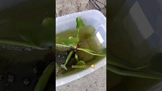 Feeding Pumpkinseed Sunfish Waxworms sunfish fishing shorts [upl. by Priscella]