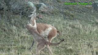 Puma cazando a un guanaco  Torres del Paine [upl. by Sholeen]