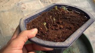 How to Grow Tomatoes From Seeds  Seeds to Transplant  Start to End  October2016Urduhindi [upl. by Noramac]