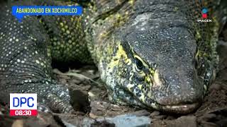 Reptil abandonado en canales de Xochimilco  De Pisa y Corre [upl. by Marilin]