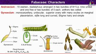 Fabaceae Family FeaturesMorphological and Floral Characteristics of Fabaceae [upl. by Krutz429]