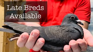 BIG NEWS in the pigeon sport amp 2023 Late bred racing pigeons available [upl. by Eanad]