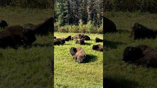 bison canada alaska florida roadtripnature wildlife youtube animals shorts [upl. by Ardua]