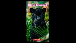 Majestic Black Leopard its An Natural Habitat blackleopard [upl. by Phillips45]