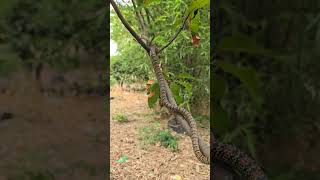 पेङ पर दिखाई दिया दुर्लभ तक्षक नाग सांप 🐍😱 Unique amp beautiful Ornate Flying Snake Snake shorts [upl. by Arualana961]