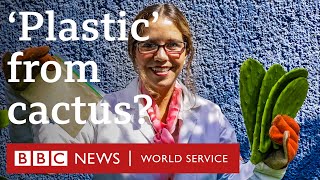 How to make biodegradable plastic from cactus juice  BBC World Service podcast [upl. by Buckden]