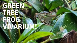 The Best and Worst Things about Keeping American Green Tree Frogs [upl. by Latona]