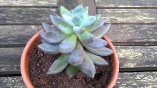 Gravptoveria opalina Successful succulent leaf winter propagation [upl. by Herahab112]