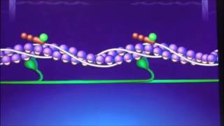 Student Project Sliding Filament Theory group 1 [upl. by Kym]