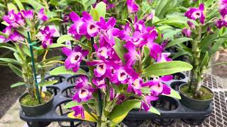 A quick info video about the Nobile Type Dendrobium Country Girl ‘Warabeuta’ [upl. by Otreblif]