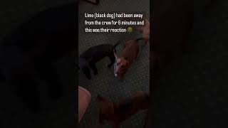 Excited Dachshunds Meet Their Friend After Not Seeing Each Other For 6 mins dachshund puppy [upl. by Clo]