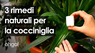 Rimedi naturali per debellare la cocciniglia con sapone di Marsiglia e aceto [upl. by Ponce]