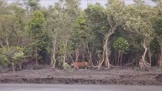 Royal Bengal Tiger Roaring at sundarban Jungles [upl. by Nitsid139]