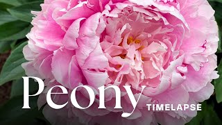 Timelapse Watch PaeonyPeony Flowers Bloom [upl. by Dagney]