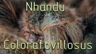 Паук птицеед Nhandu Coloratovillosus первое кормление [upl. by Brower]